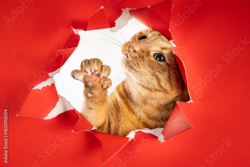 Photo of energetic playful orange tabby cat pawing at open hole in red background claw reached out
