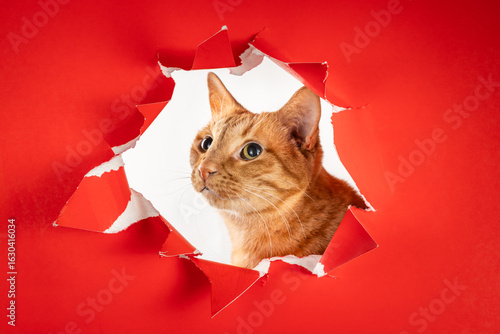 Photo of adorable shy wary ginger tabby tomcat looking up 