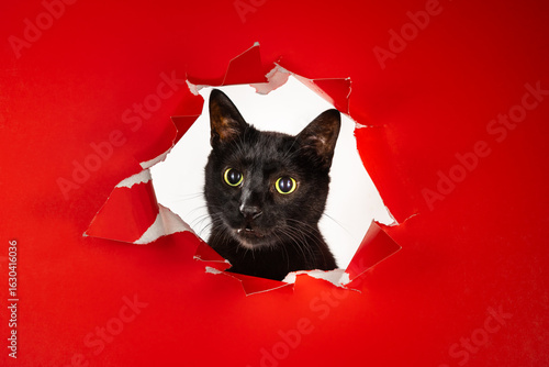 Foto Photo of black cat head poking through ripped hole in red background