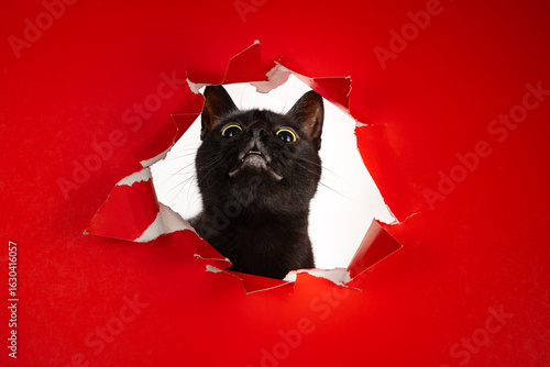Foto Funny black pussycat looking through ripped hole in red backdrop nose up and wid