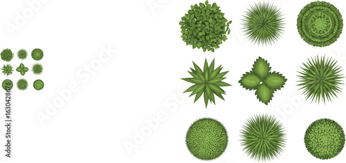Top view diverse green plants, tropical foliage, round bushes, spiky leaves, garden shrubs, botanical vector set, isolated nature elements