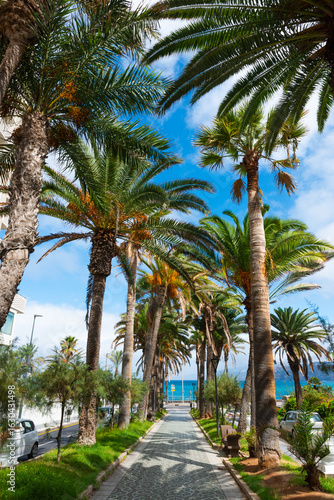 Palm-lined promenade leading to the ocean in Puerto de la Cruz, Tenerife, Canary Islands
