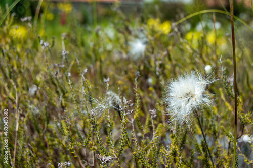 Foto Botanical macro and nature detail: White fluffy dandelion seed head among wild green flora in Jardin des Plantes at Nantes, France