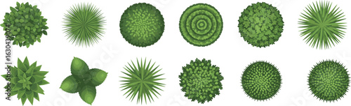 Top view of decorative shrubs and bushes, spiral and spiky garden plants, isolated green foliage for landscape and outdoor design