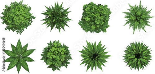 Top view, green plants, leafy bushes, garden foliage, natural greenery, botanical elements, plant cluster, outdoor vegetation, nature background, landscape design