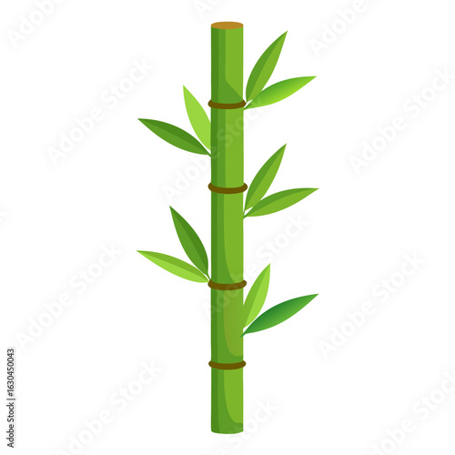 bamboo isolated on white