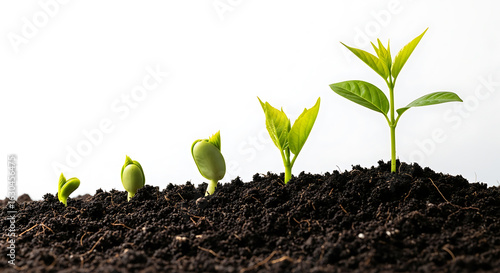 From seed to sapling a visual chronicle of a plants progressive metamorphosis against a pristine