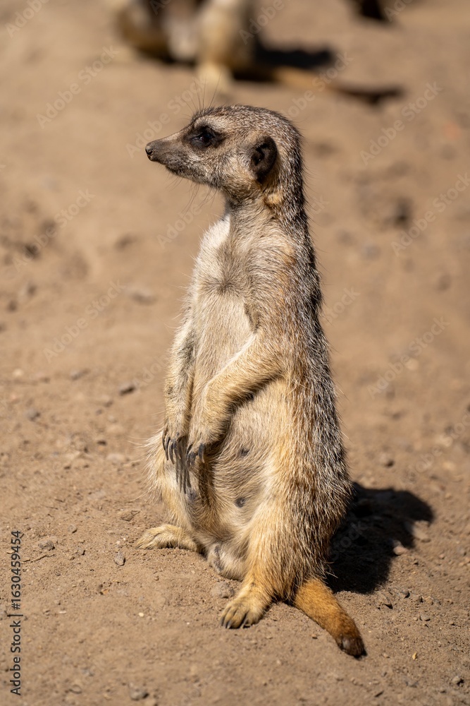 Fototapeta premium Alert meerkat on sandy terrain.