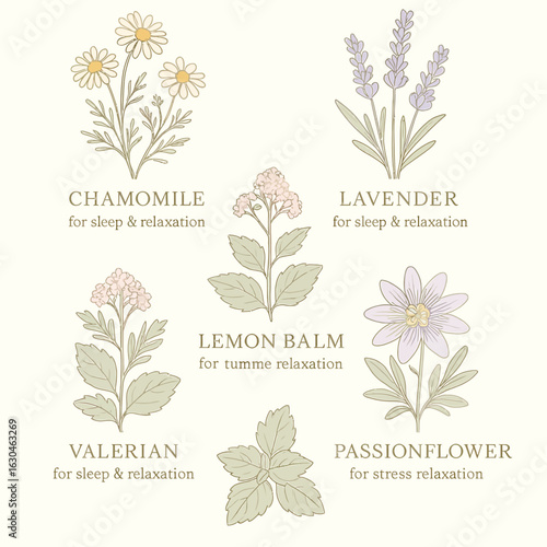 Botanical chart illustration of medicinal herbs for sleep and relaxation including chamomile, lavender, lemon balm, valerian, and passionflower
