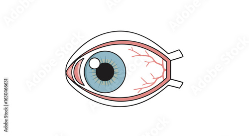 Human eye anatomy illustration showcasing the cornea, iris, and vascular structure representation for educational purposes