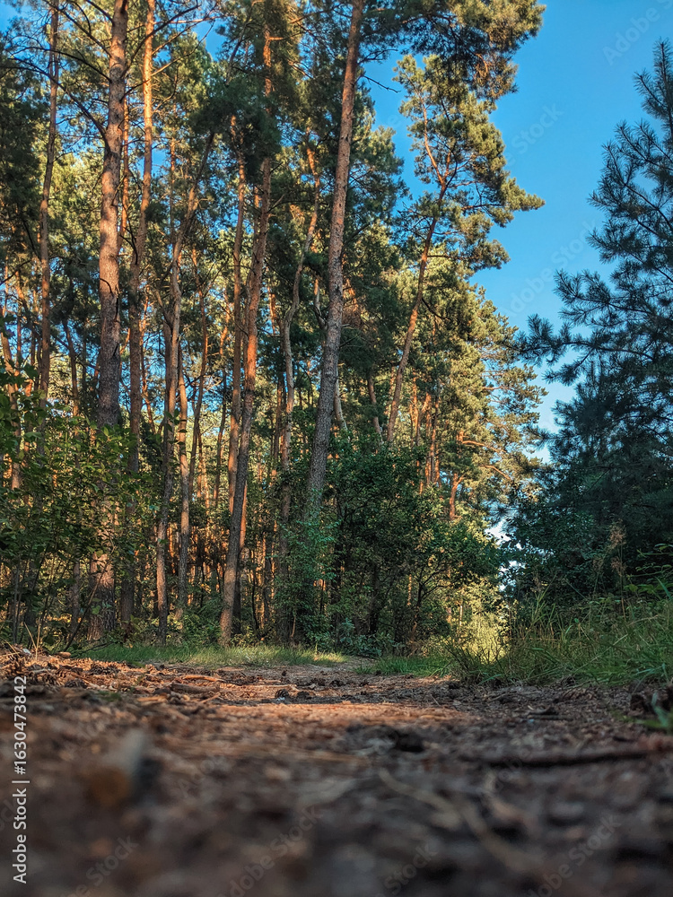 Obraz premium A scenic trail running through a pine forest with sunlight casting long shadows. Peaceful natural environment.