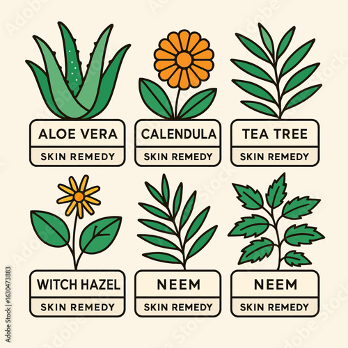 Flat design botanical infographic of natural skin remedies featuring aloe vera, calendula, tea tree, witch hazel, neem, and garlic, ideal for skincare, herbal medicine, and wellness concepts