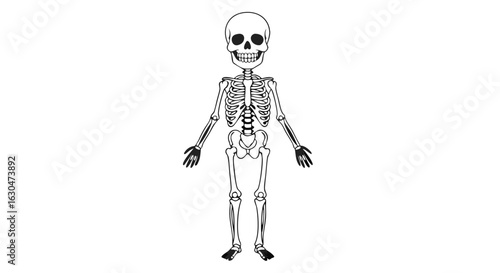 Stylized skeletal figure for anatomical study or halloween illustration and related medical fields or educational projects
