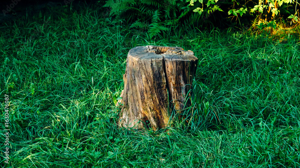 Fototapeta premium axe in the stump