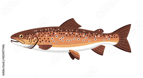 Illustrated Brown Trout Vector Graphic for Aquatic Biology and Fishing Enthusiasts design artwork of wildlife and nature scene drawing illustration,