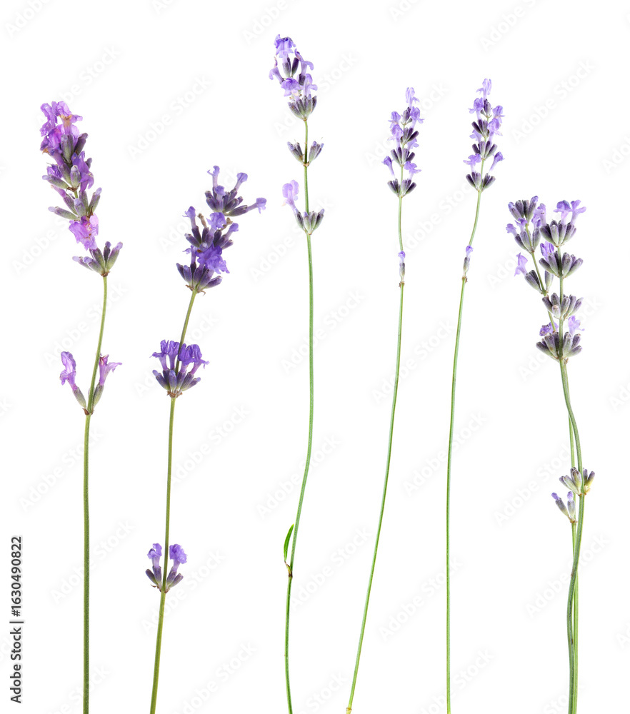 Obraz premium Lavender isolated on white, set. Fragrant flowers