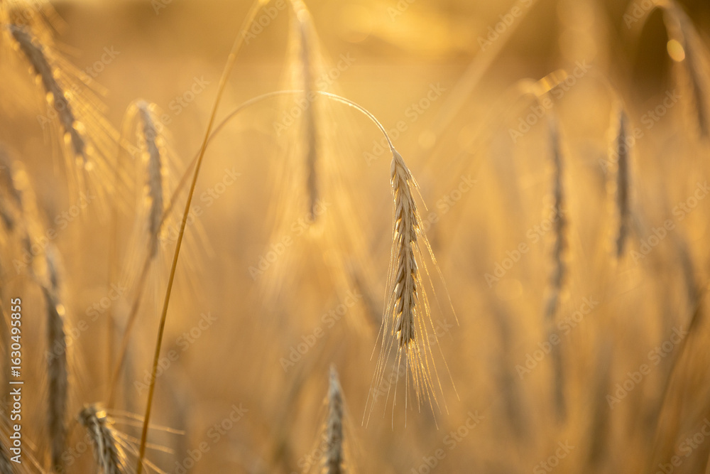 Obraz premium Zboże dojrzałe w promienicach słońca. Żniwa. 