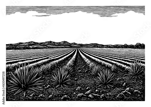 Wide Agave Field Landscape with Mountains and Clouds Black and White Outline Line Art Drawing View