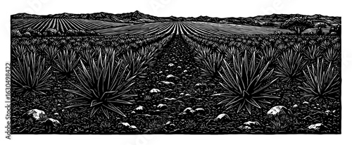 Expansive Agave Field Landscape Extending to Distant Mountains Black and White Outline Line Art Drawing