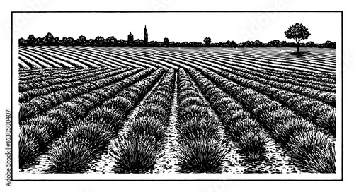 Lavender Field Landscape with Distant Village and Lone Tree Simple Style Black and White Outline Line Art Drawing
