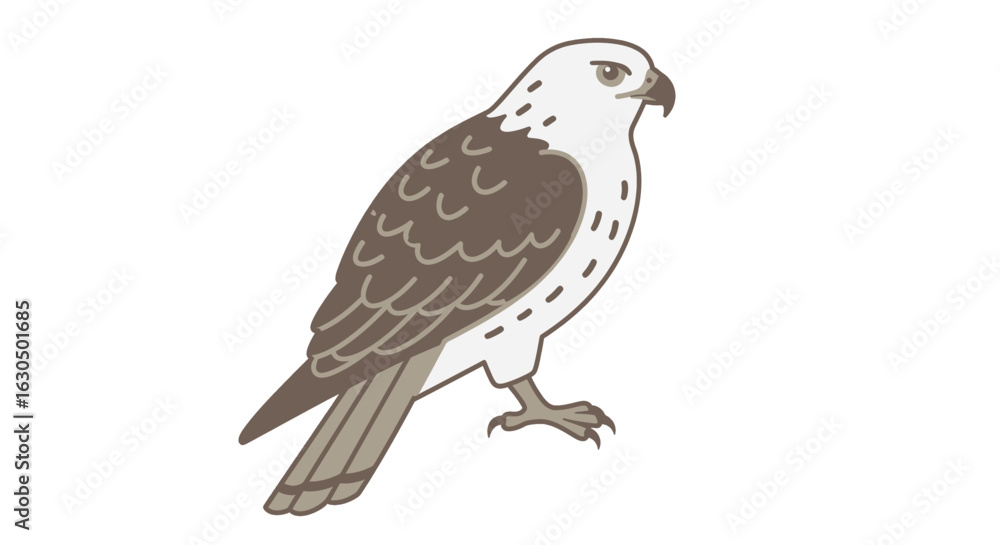 Obraz premium Elegant White-tailed Hawk Bird Illustration