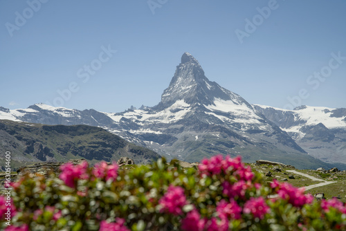 Photos Matterhorn mountain in the summer with Vibrant Alpine Flowers in Foreground, captured from Blauherd above Zermatt at the End of the Sunnegga Bahn