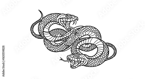 Two intertwined cobra snakes illustration drawing black and white tattoo design venomous snake art reptiles serpent