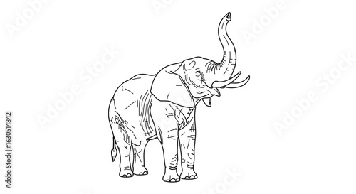 Elephant drawing line art vector illustration african wildlife animal outline design trunk up zoo safari 100