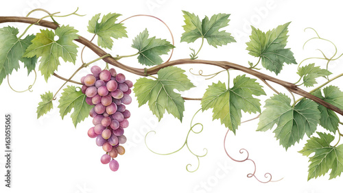 Photo of a ripe bunch of purple grapes hangs from a green vine with leaves, isolated on transparent background