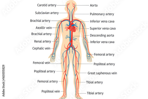 Human Circulatory System Diagram - Illustration