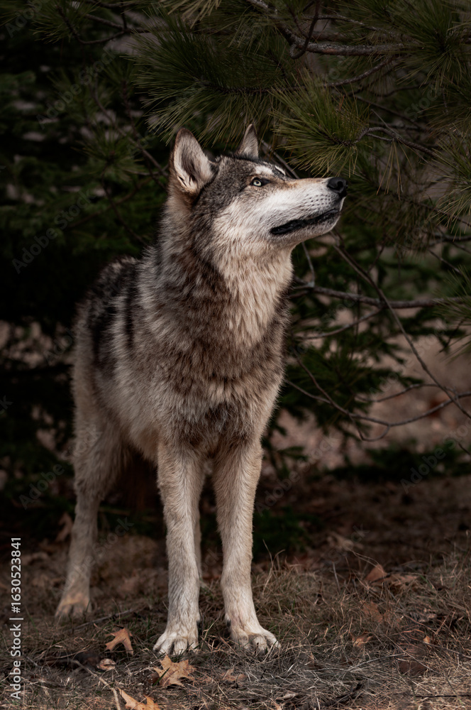 Fototapeta premium Grey Wolf (Canis lupus) Looks Up To Right in Front of Pine Tree