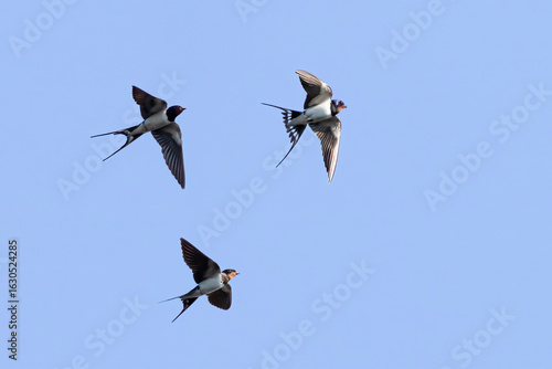 barn swallow