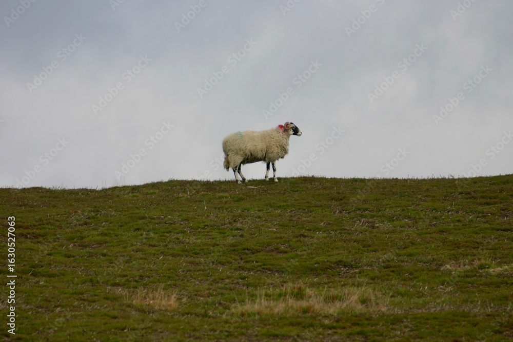 Obraz premium A sheep stands on a grassy hilltop moor under a cloudy sky in the countryside. The tranquil scene captures rural life, peaceful nature, and the quiet beauty of open pastures and farmland.