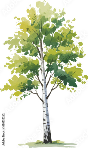 Watercolor illustration of a single birch tree with spring-green leaves and a white trunk with black rings on a clean white background

