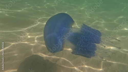 Medusas swims underwater. Beautiful jellyfishes swims submerged