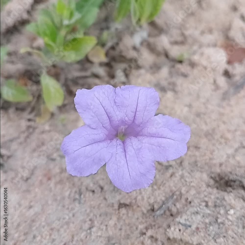 purple flower on the ground