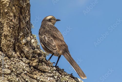Sabiá do campo (Brazilian bird)