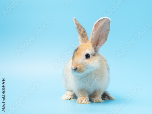 Baby cute rabbit with tri-colored fur sitting on blue background. Baby rabbit pet is adorable.