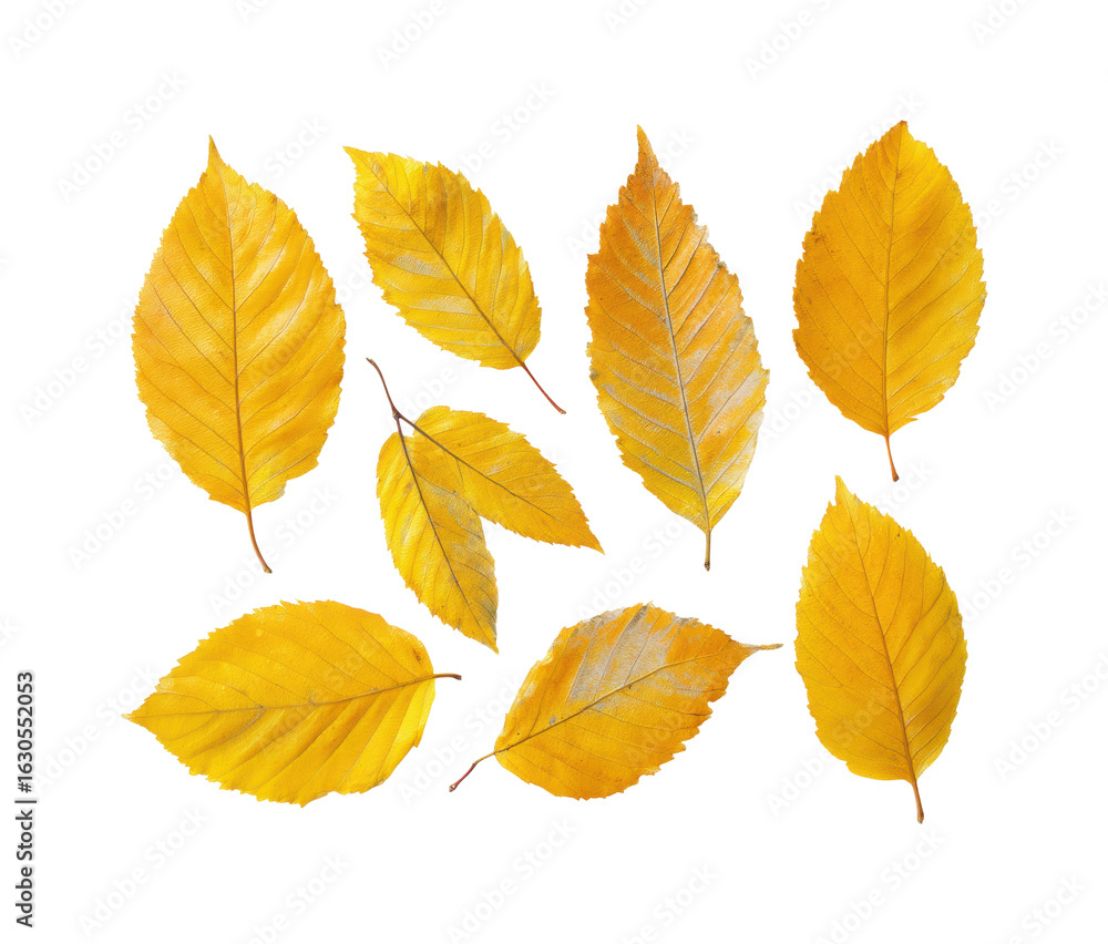 Fototapeta premium Falling leaves collection natural environment autumn isolated on transparent background, png