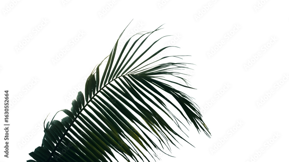Obraz premium Tropical palm frond isolated for creative design projects perfect for summer vibes and nature beauty isolated on white background 