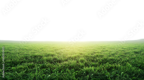 Lush green grass field illuminated by sunlight, perfect for adding foreground interest to your designs isolated on white background 