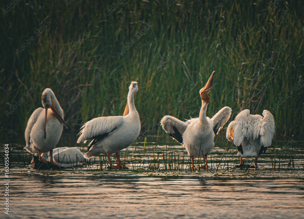 Obraz premium White pelicans on the water