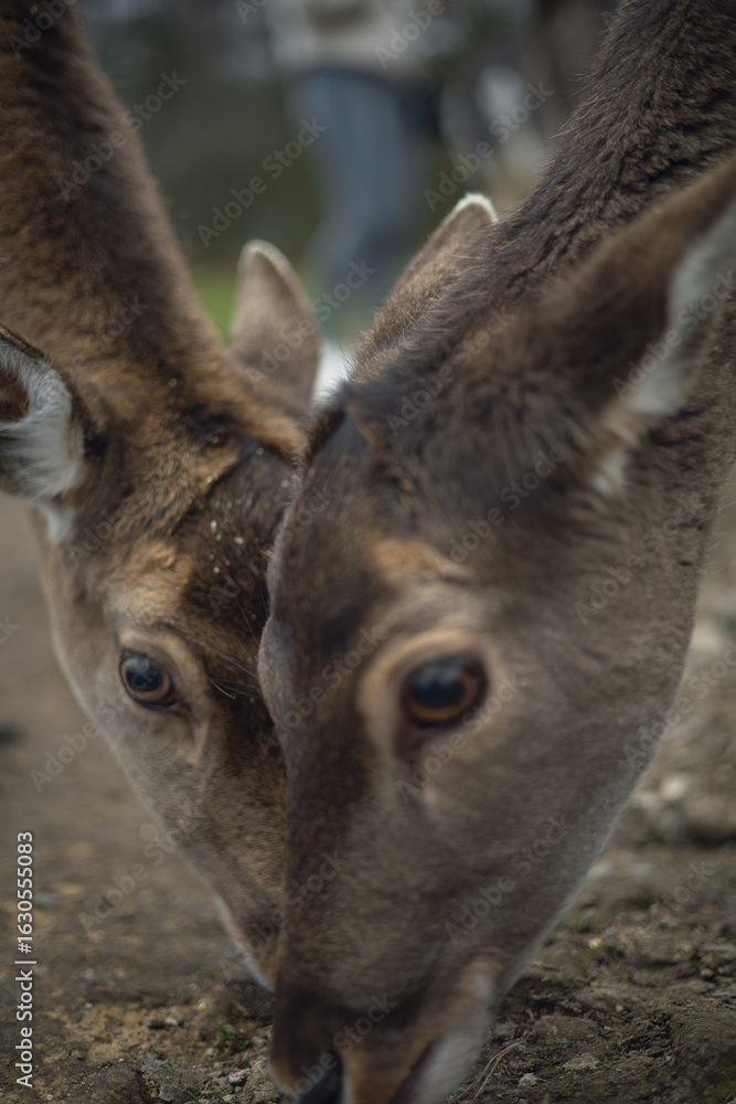 Fototapeta premium deer in nature