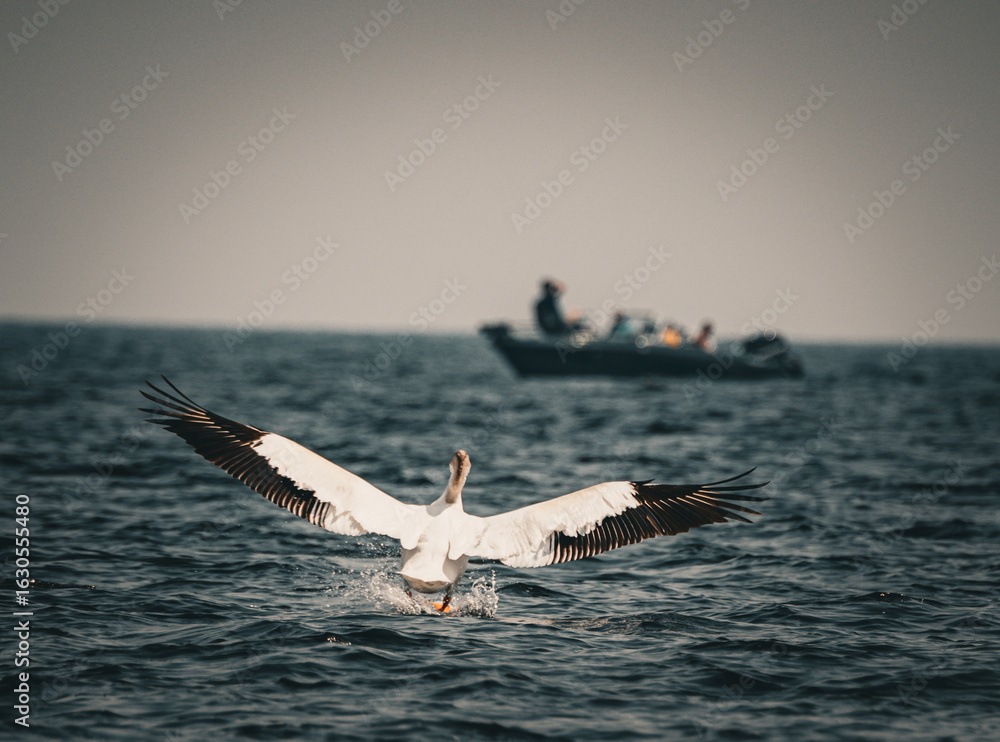 Fototapeta premium white pelicans on the water