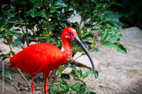 scarlet ibis bird