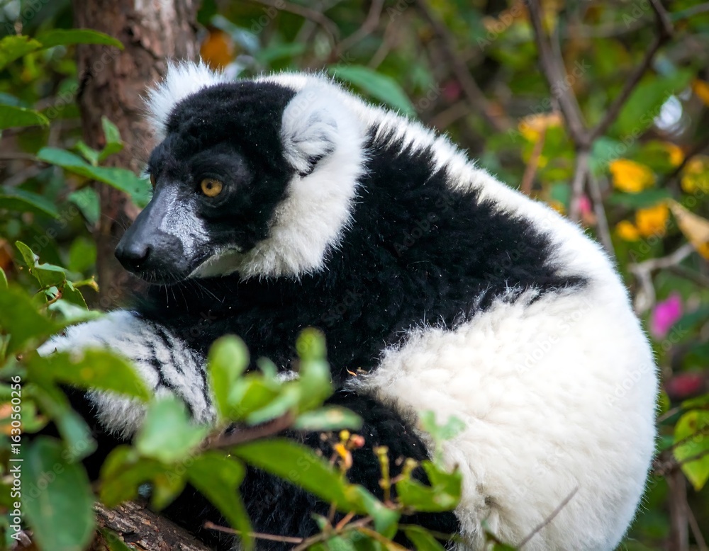 Fototapeta premium Black and white lemur in a tree (1)