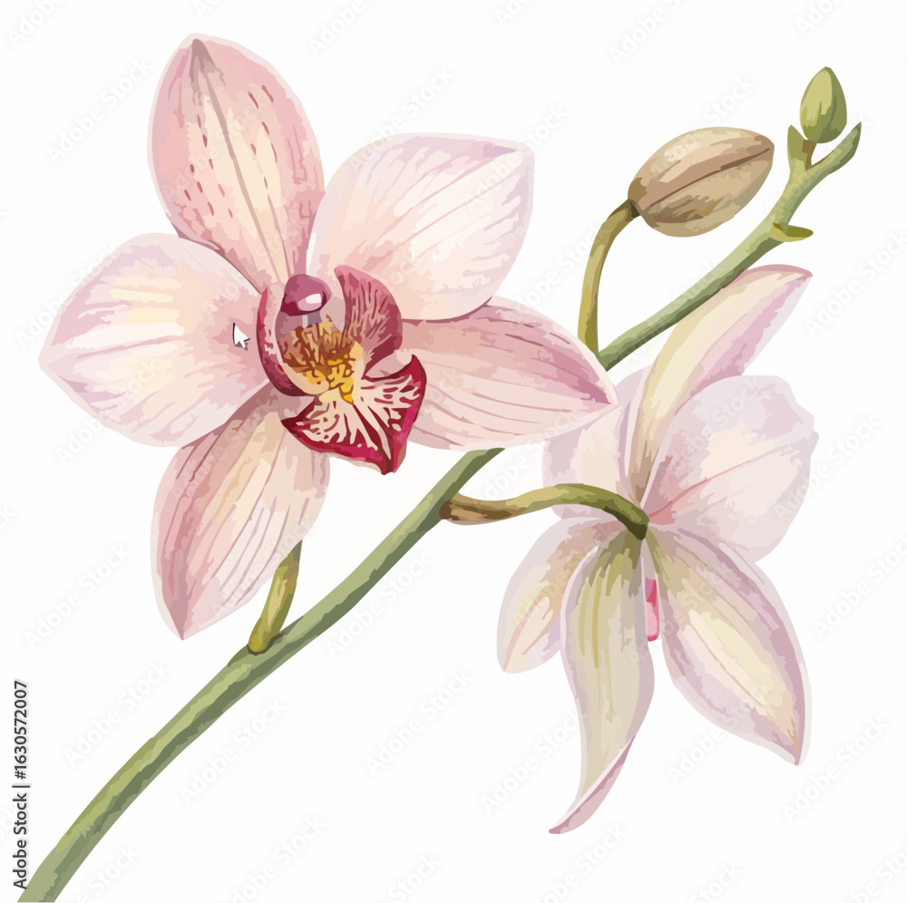 Fototapeta premium Pink Orchid Flower Illustration