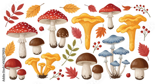 Vector illustration of collection of various mushrooms and autumn leaves, including fly agaric, chanterelle, and boletes, set against a white background