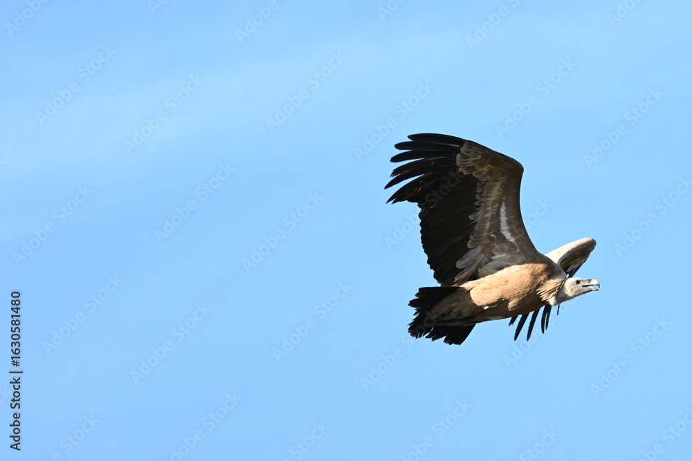 Obraz premium vulture in flight