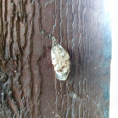 Wallpaper Mural Mantis Egg Case on Wooden Surface – Ootheca Macro Torontodigital.ca